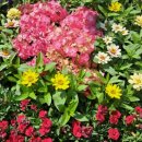 씨유 영등포꽃밭정원점 | [영등포 공원]🌸 2025 영등포 정원 축제 후기 🌷 강아지랑 꽃길 걷는 도심 속 힐링 소풍 (정원 소풍...
