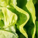 둥구머리협동조합 이미지