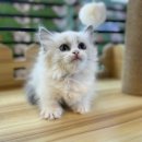 도그마루 강아지 고양이 천안아산점 이미지