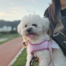 홈즈펫타운 이미지