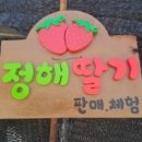 보람어린이집 | 대구근교딸기체험, 밀양 정해딸기에서 추억만들기