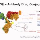 암세포 킬러의 진화, 이번에는 ADC입니다 (IMM인베스트먼트 문여정 전무) 이미지