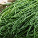 함초농장 이미지