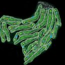 블루원용인CC 이미지