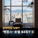 남서울펫호텔 | "강아지도 웰컴!" 서울 도심 속 실패 없는 펫캉스 성지 3곳