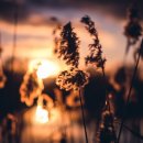 순천만습지 이미지