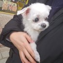 보들살롱 | 설 전에 우리 강아지도 단장해요.★당하동 미용후기(+보들살롱)