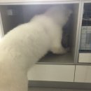 하얀강아지&고양이 이미지