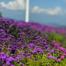 거창 감악산 꽃&amp;별 여행 축제 후기, 개화 상황, 아기랑 정보