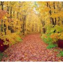 단풍나무 이미지