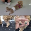 춘동3 | 강아지 의족 맞춤 제작 사례 | 선천적 불편함을 가진 1살 춘동이의 행복한 변화