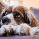 강아지의 품격 이미지