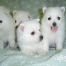 혜민이네 이미지