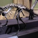 케라토사우루스 이미지