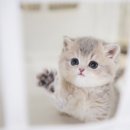 아담스펫 강아지분양 고양이분양 인천본점 이미지