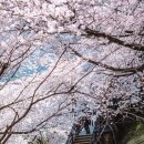 화개십리벚꽃길 이미지