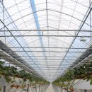 강부자 농장 | 일산 딸기체험농장 이용후기 : 다인이네 딸기체험농장 내돈내산 후기