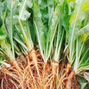 선향농장 이미지