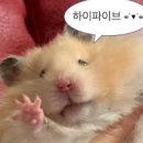 오디세이 브룸스틱 퍼터 시타 구매 후기 공태현 프로 원주 기업도시 골프샵