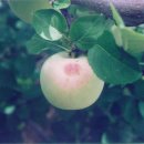 치명농장 이미지