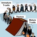 흉선 thymus 면역기관이 어떻게 T-cell을 훈련시키는가. 이미지