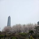 버들트라이 | [인천/송도] 센트럴파크 ; 벚꽃 명소 개화 꽃구경 봄꽃 포토존 피크닉 장소 추천 (25년 4월 17일 방문...