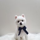깐돌이네 애견샵 네이버블로그