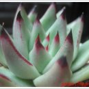 이쁜손톱 이미지