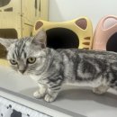 냥이의하루 카페.분양 이미지