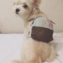 우쭈쭈 내강아지 이미지