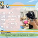 안다 동물보호소 이미지