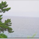 바다와소나무 이미지