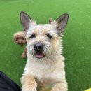 돌담동물의료센터 이미지