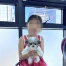 인천강아지분양테디럽