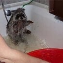 라쿤PC방 이미지