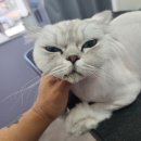 아꼬운몽 이미지