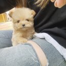 몽냥몽냥 | 🐶 말티푸 분양 고민 끝! 몽냥몽냥김포점에서 찾은 이유