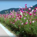 코스모스길 Daum카페