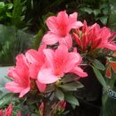 소리사랑 이미지