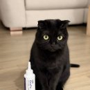 고양이세수 | 폴드 고양이 올인원 세정제 오큐틱 눈귀 세정제 후기