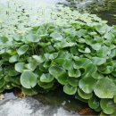 연꽃도서관 이미지