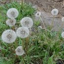 백조농장(2) 이미지