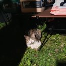 들꽃피는언덕 캠핑장 이미지