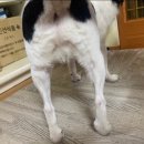 만두네 애견미용실 이미지