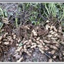 땅콩민박 이미지