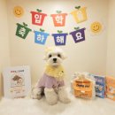 개라데이션 이미지