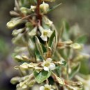 함안 영동리 회화나무 이미지