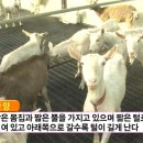 몽실몽실 이미지