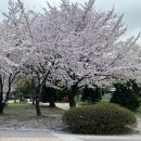 진도개천국 이미지