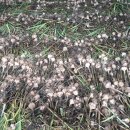 홍산농장 이미지